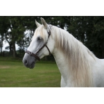 Baro Straightness Training / Lunge Cavesson